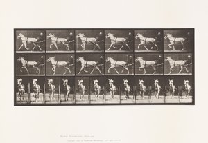 Plate 610. Trav; Sulky; Grey Mare, Katydid av Eadweard Muybridge