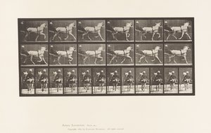 Plate 611. Trav; Sulky; Grey Mare, Katydid av Eadweard Muybridge