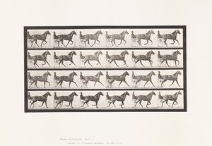 Plate 614. Trav; Bryte til galopp; Sorrel Mare Flode Holden av Eadweard Muybridge