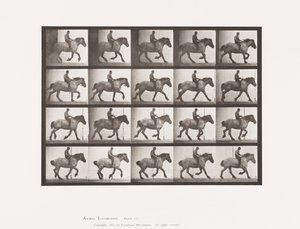 Tallerken 615. Galopp: Barrygg; Mørkegrå belgisk hest Hansel av Eadweard Muybridge