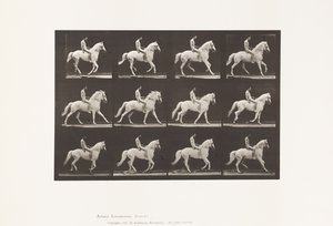 Plate 617. Galopp; Bareback; Rytter, 106, naken; White Horse Clinton, 1885 av Eadweard Muybridge