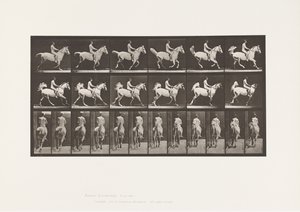 Plate 622. Galopp; Sal; Rytter, 43, naken; grå hest Smith, 1885 av Eadweard Muybridge