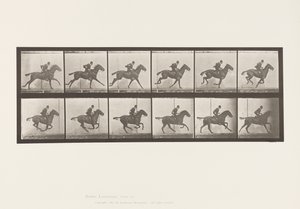 Plate 624. Galopp; Sal; Bay Horse Daisy av Eadweard Muybridge