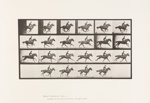 Tallerken 625. Galopp; Fullblods Bay-hestebukett av Eadweard Muybridge