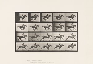 Plate 627. Galopp; Fullblods Bay Mare Annie G. av Eadweard Muybridge