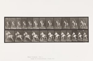 Tallerken 630. Galopp; Sal; Grå Mare Pandora av Eadweard Muybridge