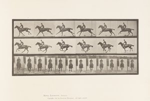Plate 631. Galopp; Sal; Fullblods Bay-hestebukett av Eadweard Muybridge