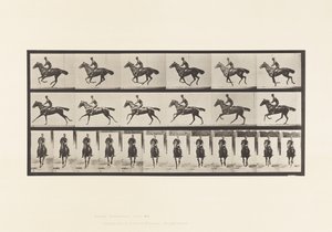 Plate 632. Galopp; Sal; Fullblods Bay-hestebukett av Eadweard Muybridge