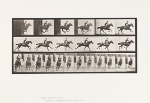 Plate 633. Galopp; Sal; Fullblods Bay-hestebukett av Eadweard Muybridge