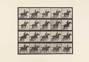 Plate 638. Hoppe et hinder; Sal; Bay Horse Daisy av Eadweard Muybridge