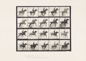 Plate 640. Hoppe et hinder; Sal; Bay Horse Daisy av Eadweard Muybridge