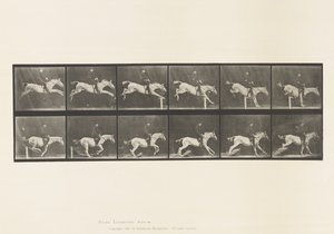 Plate 641. Hoppe et hinder; Sal; Bank over hinder og av Eadweard Muybridge
