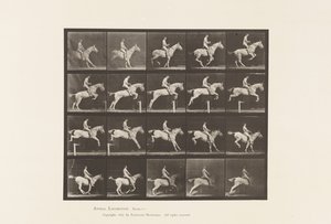 Plate 642. Hoppe et hinder; Sal; Rytter, 105, naken; Grå hoppe, 1885 av Eadweard Muybridge