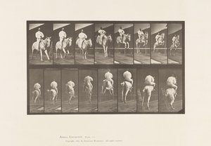 Plate 644. Hoppe et hinder; Sal; Rydding og landing av Eadweard Muybridge