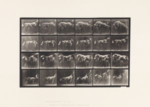 Plate 648. Hoppe over tre hester; A,B; Chestnut Horse Hornet av Eadweard Muybridge