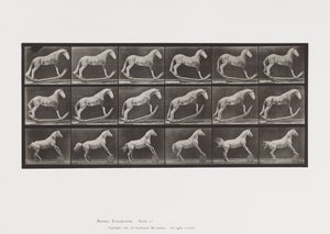 Plate 649.A, Hornet, Rocking; B, Eagle, Rolling Barrel, etc. av Eadweard Muybridge