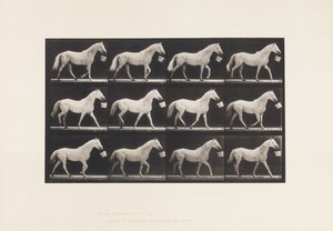 Tallerken 650. Gå med bøtte i munnen; Lys grå hest av Eadweard Muybridge