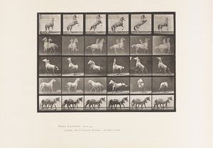 Plate 652. A, B, C, D, E, Hesteoppdrett, etc. av Eadweard Muybridge