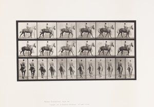 Plate 653. Gående; Sal; Lam, høyre foran fot;Heste-bukkeskinn av Eadweard Muybridge