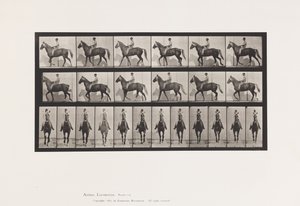 Plate 654. Gående; Sal; Lam, høyre foran fot;Heste-bukkeskinn av Eadweard Muybridge