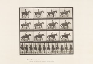 Tallerken 655. Gående; Sal; Spavin, høyre bakben; Hest av Eadweard Muybridge