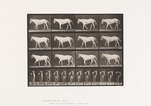 Plate 656. Gående; Gratis; Ossifikasjon av brusk av Eadweard Muybridge