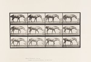 Plate 657. Rolling a Box; Ponni, Lotta av Eadweard Muybridge