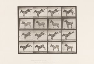 Tallerken 658. Muldyr; A, sparker; B, sparker Ruth av Eadweard Muybridge