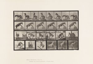 Tallerken 660. Muldyr; Diverse forestillinger Denver av Eadweard Muybridge