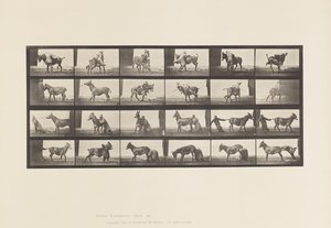 Plate 662. Muldyr; A, B, A Ildfast dyr Denver av Eadweard Muybridge