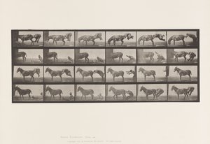 Plate 663. Muldyr; A, B, A Ildfast dyr Denver av Eadweard Muybridge