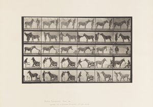 Plate 664. Muldyr; Ulike forestillinger; ved et bord osv. av Eadweard Muybridge
