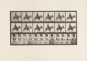Plate 667. Ass; Turgåing; Sal; En gutt som rir, Zoo av Eadweard Muybridge