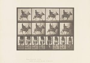 Plate 668. Ass; Ambling; Sal; En gutt som rir, Zoo av Eadweard Muybridge