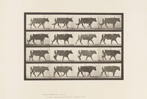 Plate 669. Okse; Går av Eadweard Muybridge