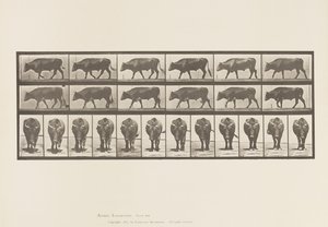 Plate 670. Okse; Går av Eadweard Muybridge