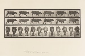 Plate 671. Okse; Går av Eadweard Muybridge