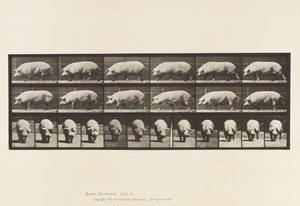 Plate 673. Purke; Går av Eadweard Muybridge