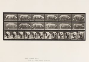 Plate 674. Purke; Går av Eadweard Muybridge