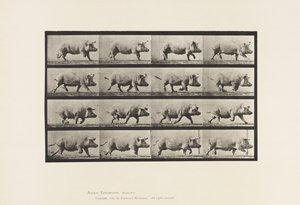 Tallerken 675. Purke; Trav av Eadweard Muybridge