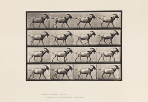 Plate 676. Geit; Går av Eadweard Muybridge