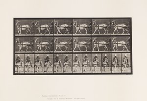 Plate 677. Geit; Vandrer i Sulky av Eadweard Muybridge