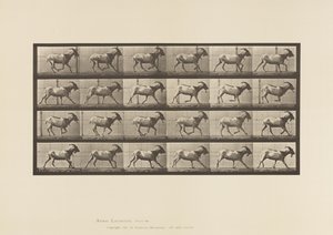 Plate 679. Geit; Galopperende av Eadweard Muybridge