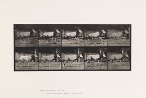 Tallerken 680. Orex; Galopperende av Eadweard Muybridge