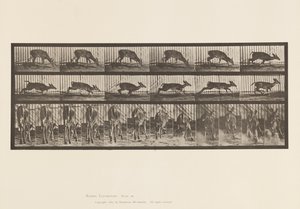 Plate 681. Virginia Deer; (Ingen gevir) Bukk går av Eadweard Muybridge