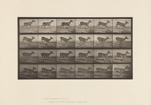 Plate 683. Virginia Deer; (Ingen gevir); Buck; Galopperende av Eadweard Muybridge