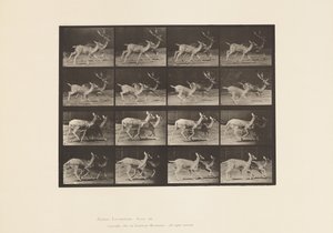 Plate 684. Dåhjort; A, Buck and Doe; B, To gjør; Trav av Eadweard Muybridge