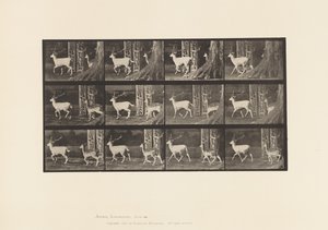 Plate 685. Dåhjort; Buck and Doe; Trav av Eadweard Muybridge