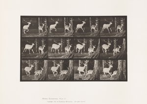 Plate 686. Dåhjort; Buck and Doe; Galopperende av Eadweard Muybridge