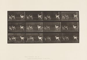 Plate 687. Dåhjort; Buck and Group of Does; Galopperende av Eadweard Muybridge